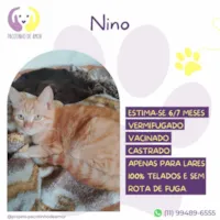 Gato raça SRD-ViraLata idade 7 a 11 meses nome Nino 