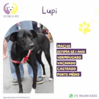 Cachorro raça SRD-ViraLata idade 1 ano nome Lupi