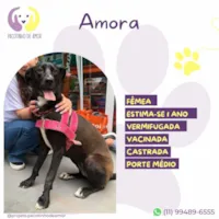 Cachorro raça SRD-ViraLata idade 1 ano nome Amora