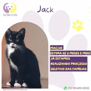 Gato raça SRD-ViraLata idade 2 a 6 meses nome Jack