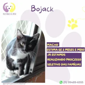 Gato raça SRD-ViraLata idade 2 a 6 meses nome Bojack