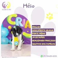 Cachorro ra a SRD-ViraLata idade 2 a 6 meses nome Hélio