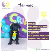 Cachorro raça SRD-ViraLata idade 2 a 6 meses nome Hermes