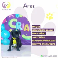 Cachorro raça SRD-ViraLata idade 2 a 6 meses nome Ares