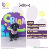 Cachorro raça SRD-ViraLata idade 2 a 6 meses nome Selene