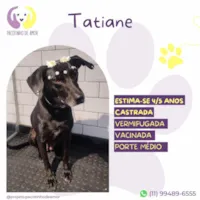 Cachorro raça SRD-ViraLata idade 5 anos nome Tatiane