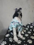 Cachorro ra a SRD-ViraLata idade 2 a 6 meses nome Hélio