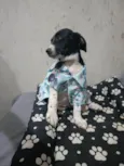 Cachorro ra a SRD-ViraLata idade 2 a 6 meses nome Hélio