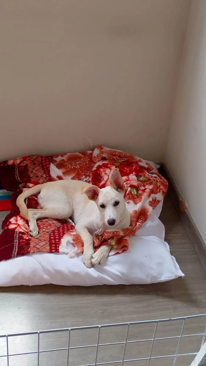 Cachorro ra a SRD-ViraLata idade 2 a 6 meses nome Sonia