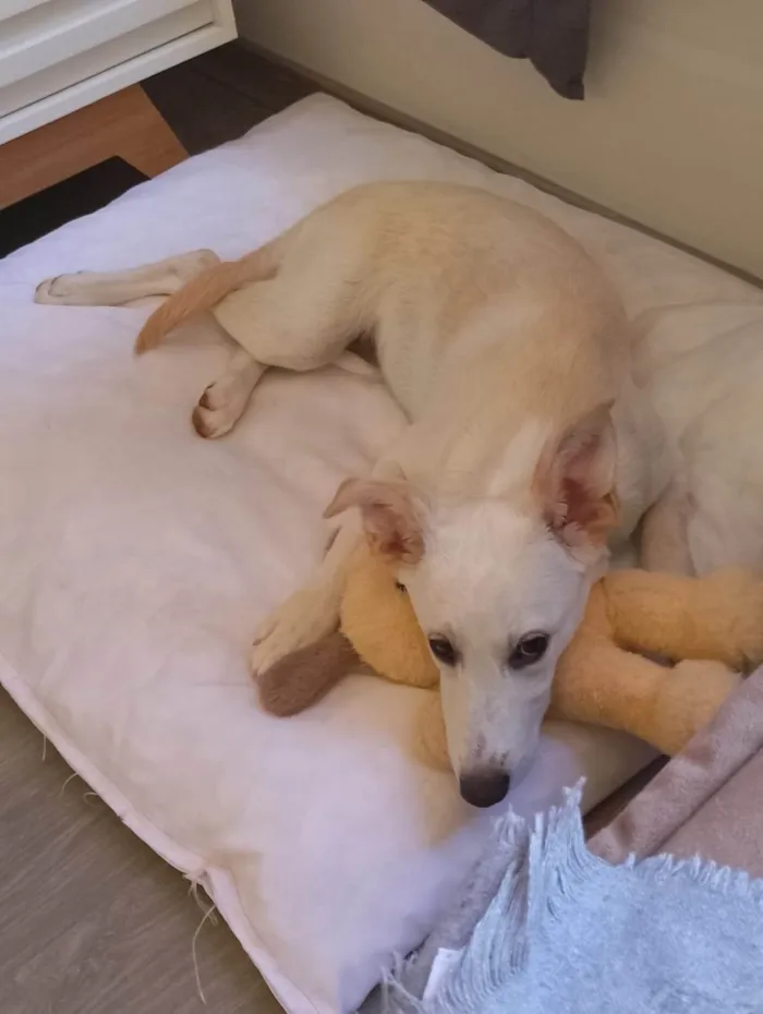 Cachorro ra a SRD-ViraLata idade 2 a 6 meses nome Sonia