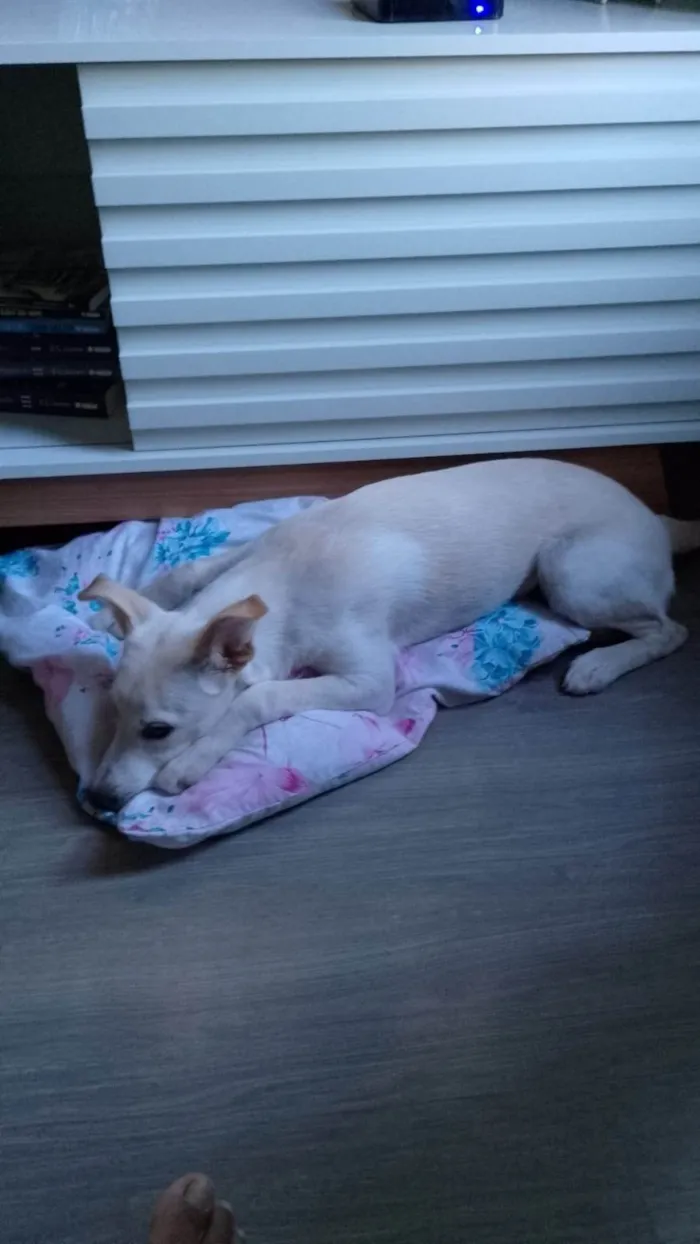 Cachorro ra a SRD-ViraLata idade 2 a 6 meses nome Sonia