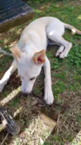 Cachorro ra a SRD-ViraLata idade 2 a 6 meses nome Sonia