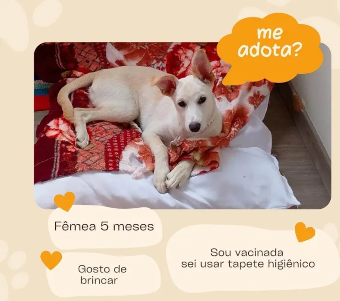 Cachorro ra a SRD-ViraLata idade 2 a 6 meses nome Sonia