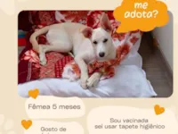 Cachorro ra a SRD-ViraLata idade 2 a 6 meses nome Sonia