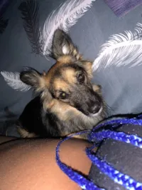 Cachorro ra a SRD-ViraLata idade 5 anos nome Belinha