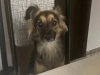 Cachorro raça SRD-ViraLata idade 5 anos nome Belinha