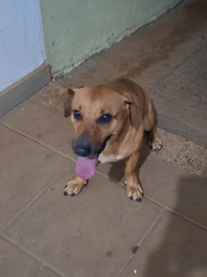 Cachorro ra a SRD-ViraLata idade 1 ano nome Caramelo abandonado