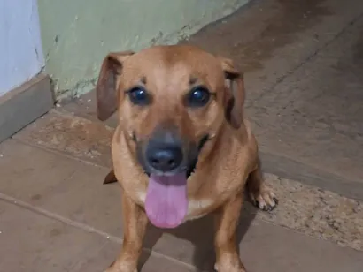 Cachorro raça SRD-ViraLata idade 1 ano nome Caramelo abandonado