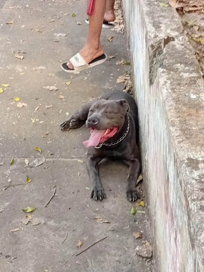 Cachorro ra a Pit-Bull idade 2 anos nome jade