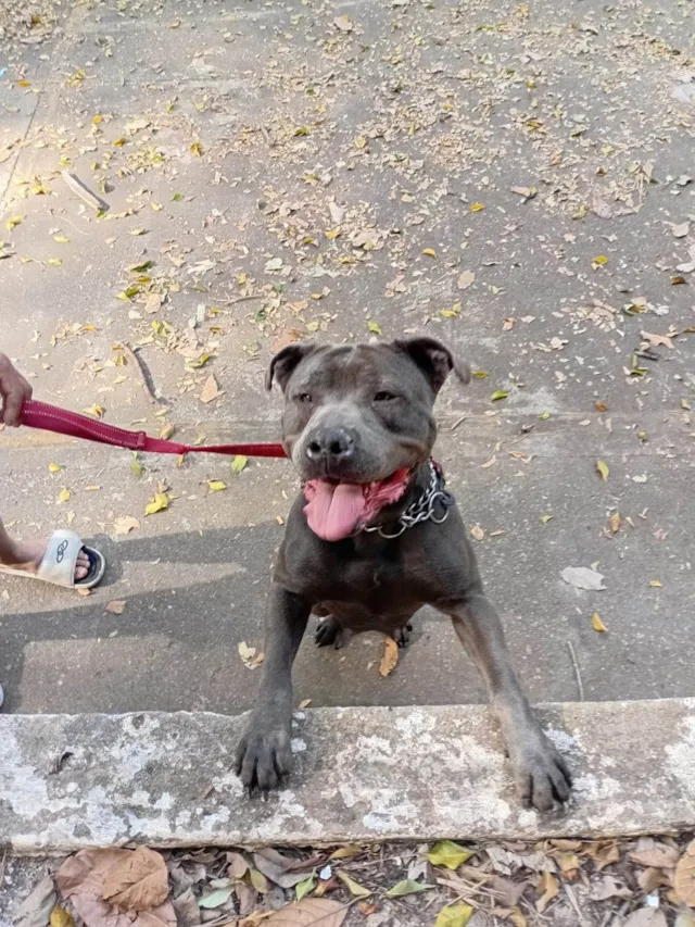 Cachorro ra a Pit-Bull idade 2 anos nome jade