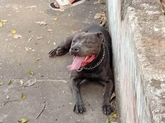 Cachorro ra a Pit-Bull idade 2 anos nome jade