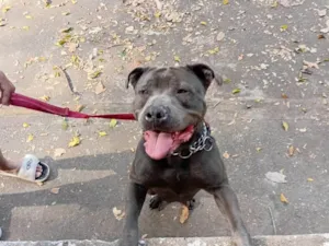Cachorro ra a Pit-Bull idade 2 anos nome jade