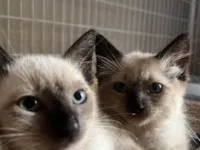 Gato ra a SRD-ViraLata idade Abaixo de 2 meses nome Gatinhos 