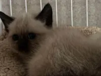 Gato raça SRD-ViraLata idade Abaixo de 2 meses nome Gatinhos 