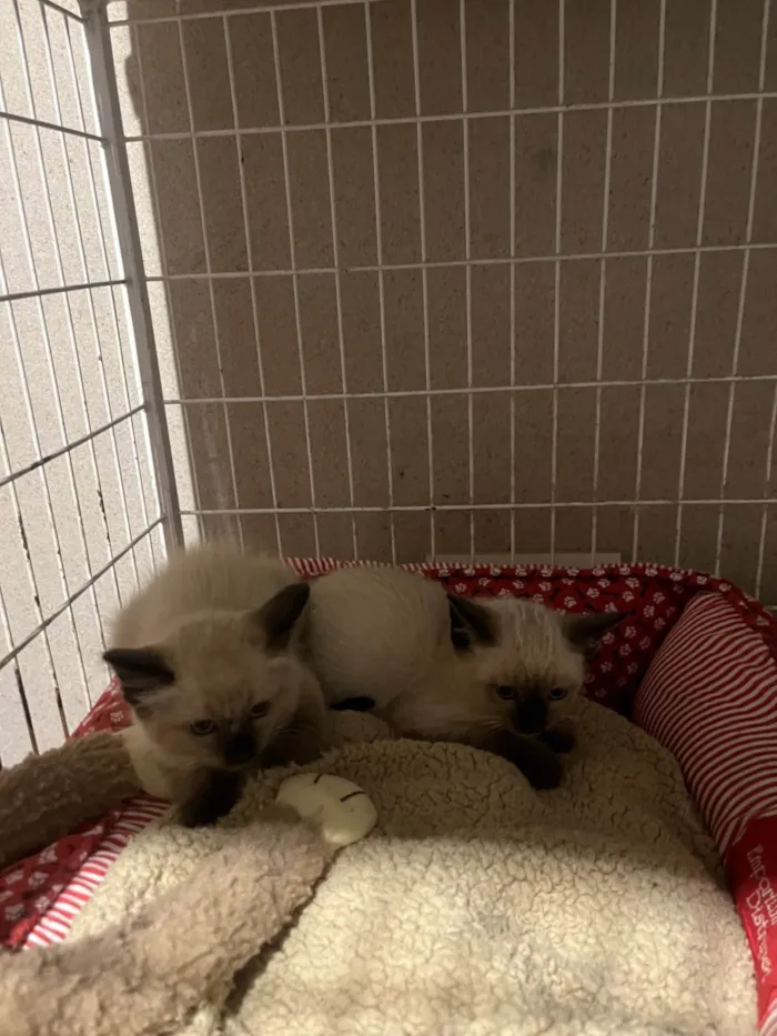 Gato ra a SRD-ViraLata idade Abaixo de 2 meses nome Gatinhos 