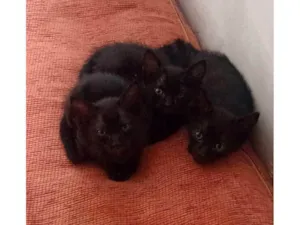 Gato raça SRD-ViraLata idade 2 a 6 meses nome gatinhos pretos, duas femeas e um macho