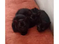 Gato ra a SRD-ViraLata idade 2 a 6 meses nome gatinhos pretos, duas femeas e um macho