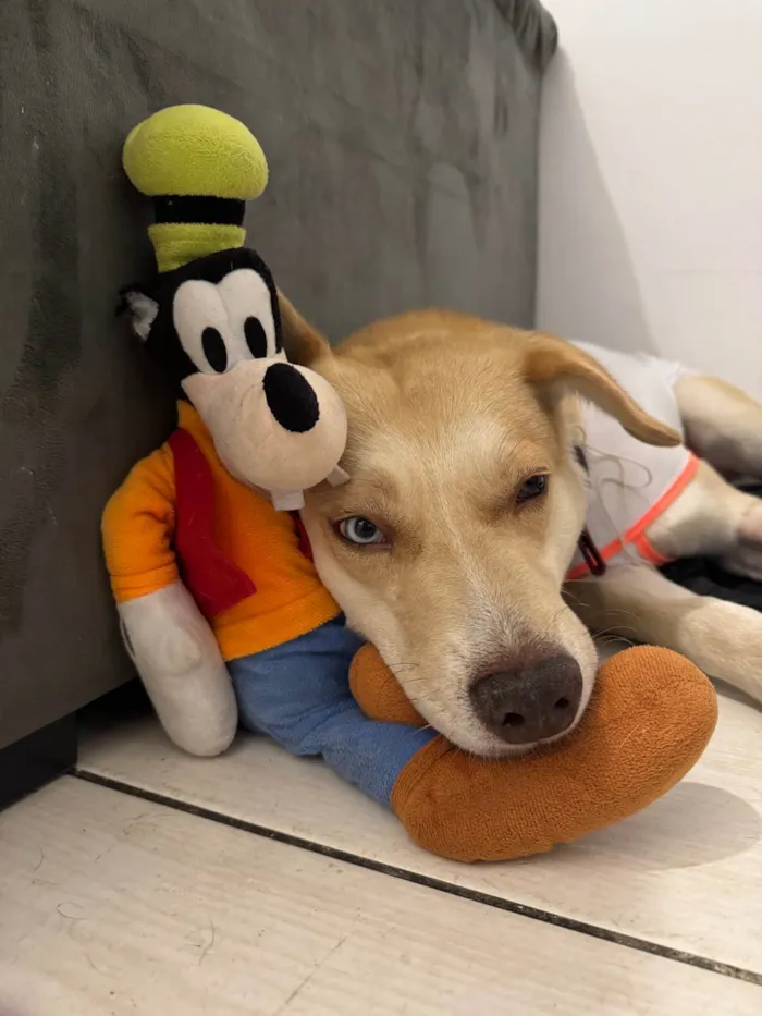 Cachorro ra a SRD-ViraLata idade 1 ano nome Dante