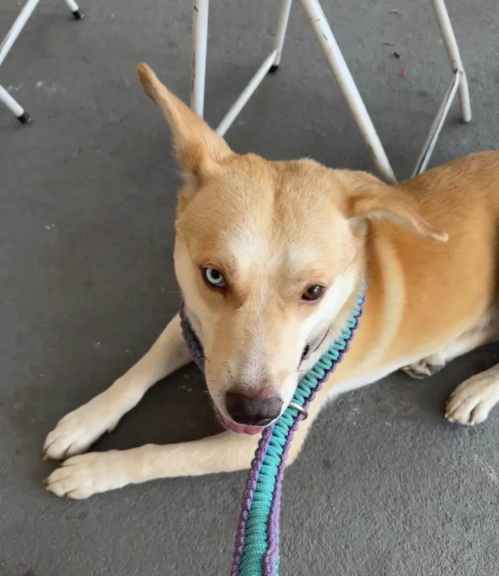 Cachorro ra a SRD-ViraLata idade 1 ano nome Dante