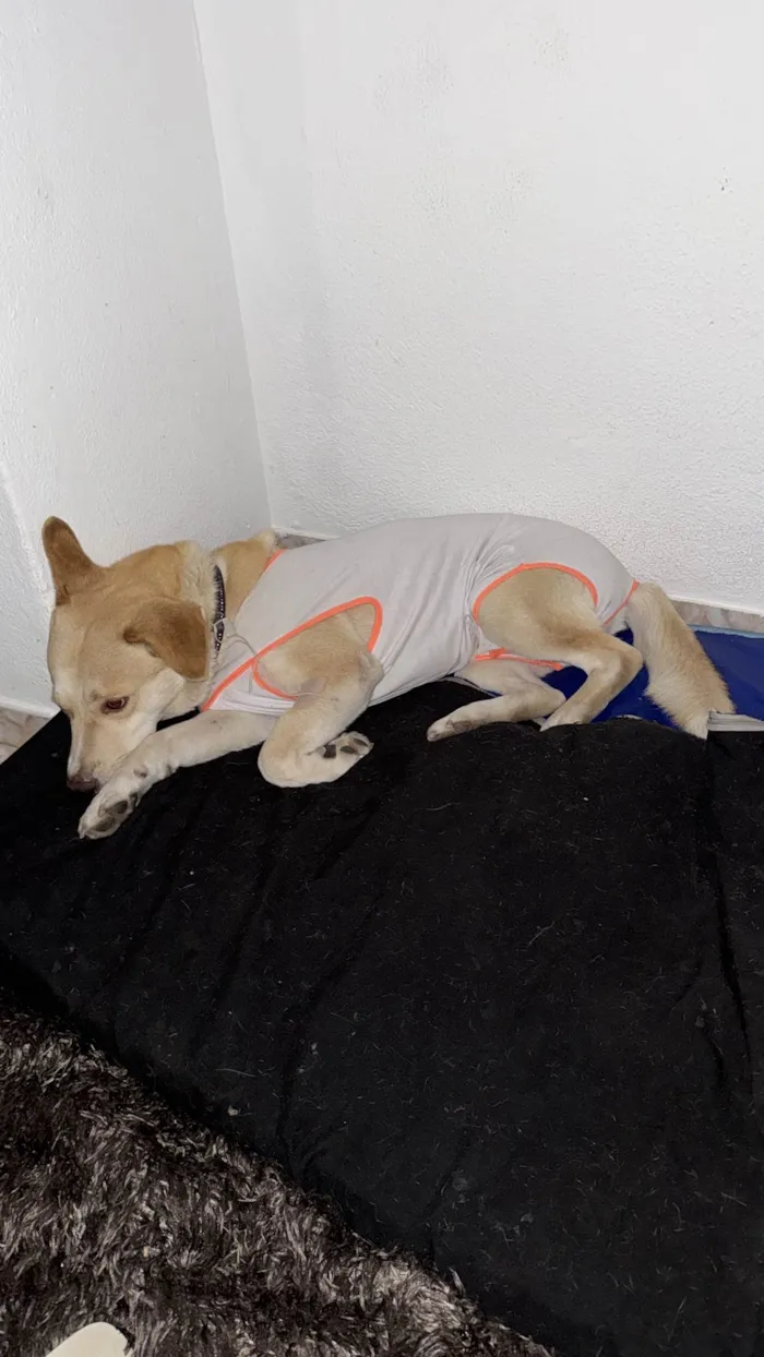 Cachorro ra a SRD-ViraLata idade 1 ano nome Dante