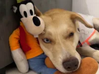 Cachorro raça SRD-ViraLata idade 1 ano nome Dante