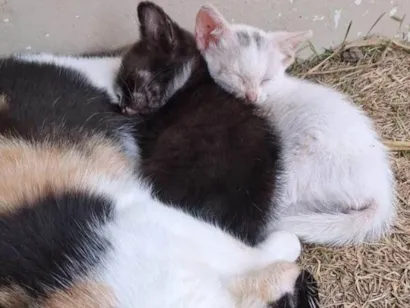 Gato raça SRD-ViraLata idade 2 a 6 meses nome gatos pretos e brancos