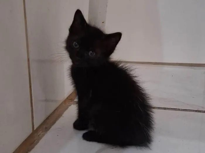 Gato ra a SRD-ViraLata idade 2 a 6 meses nome gatos pretos e brancos