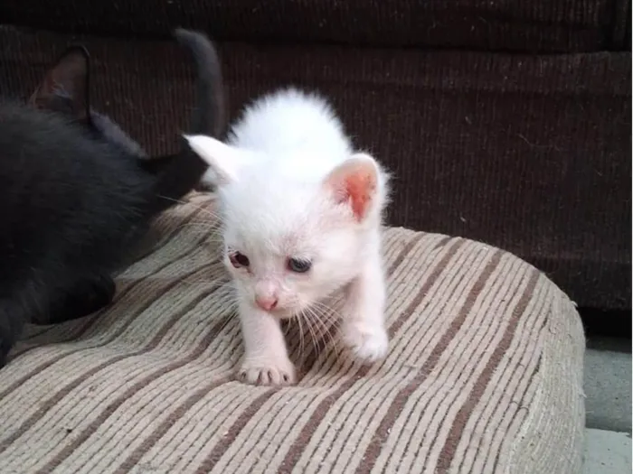 Gato ra a SRD-ViraLata idade 2 a 6 meses nome gatos pretos e brancos