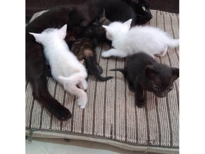 Gato ra a SRD-ViraLata idade 2 a 6 meses nome gatos pretos e brancos