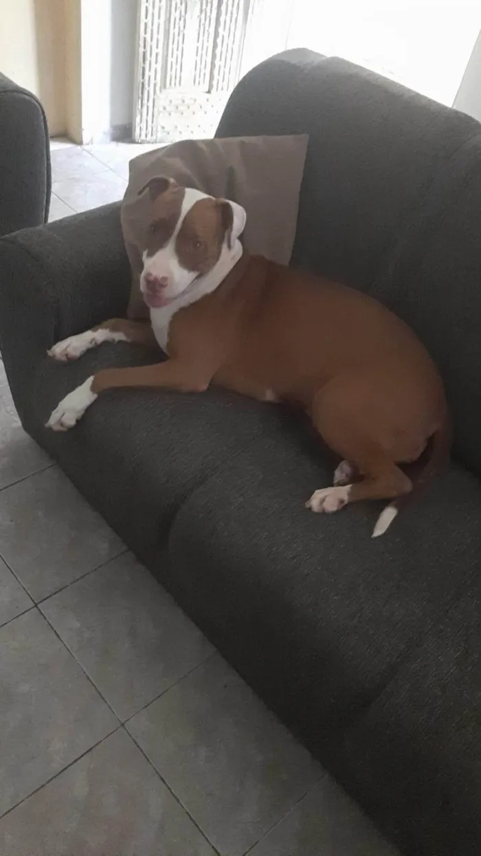 Cachorro ra a Pit-Bull idade 2 anos nome Lua