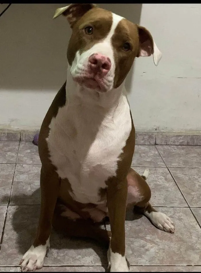Cachorro ra a Pit-Bull idade 2 anos nome Lua