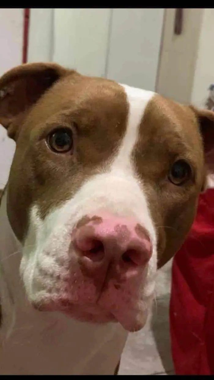 Cachorro ra a Pit-Bull idade 2 anos nome Lua