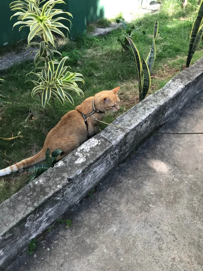Gato ra a SRD-ViraLata idade 6 ou mais anos nome Leo