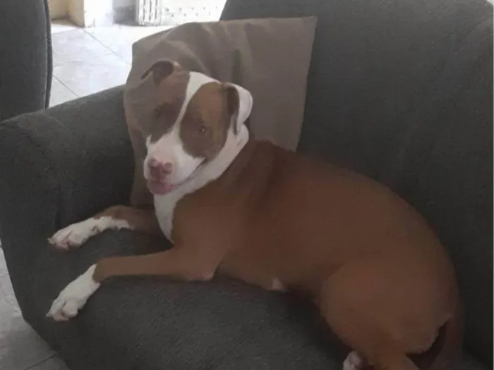 Cachorro ra a Pit-Bull idade 2 anos nome Lua
