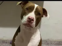 Cachorro ra a Pit-Bull idade 2 anos nome Lua