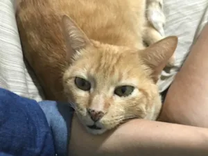 Gato raça SRD-ViraLata idade 6 ou mais anos nome Leo