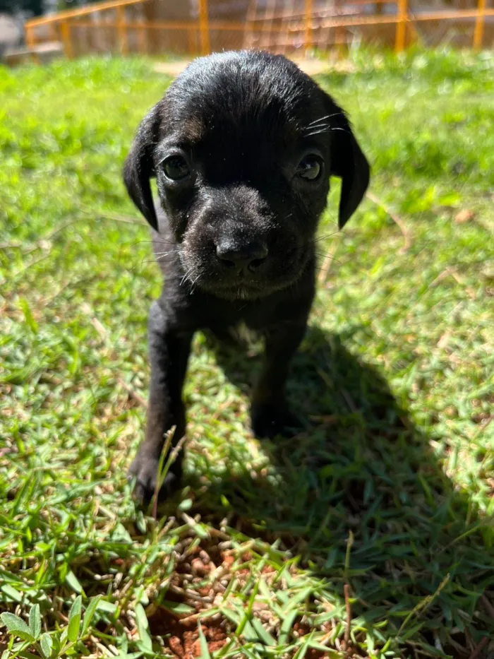 Cachorro ra a SRD-ViraLata idade 2 a 6 meses nome Filhotes porte pequeno