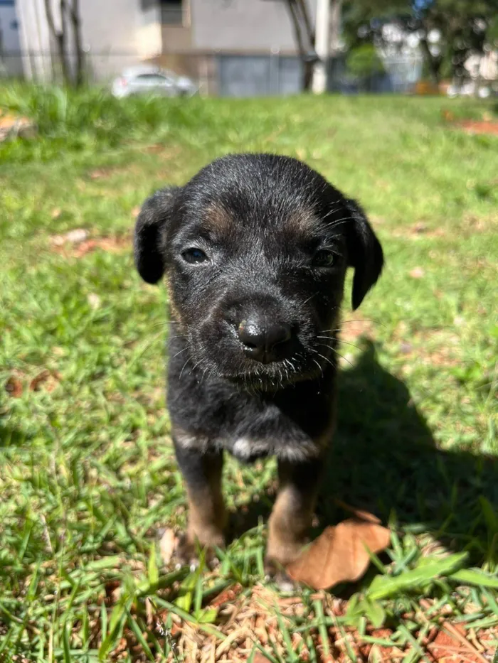 Cachorro ra a SRD-ViraLata idade 2 a 6 meses nome Filhotes porte pequeno