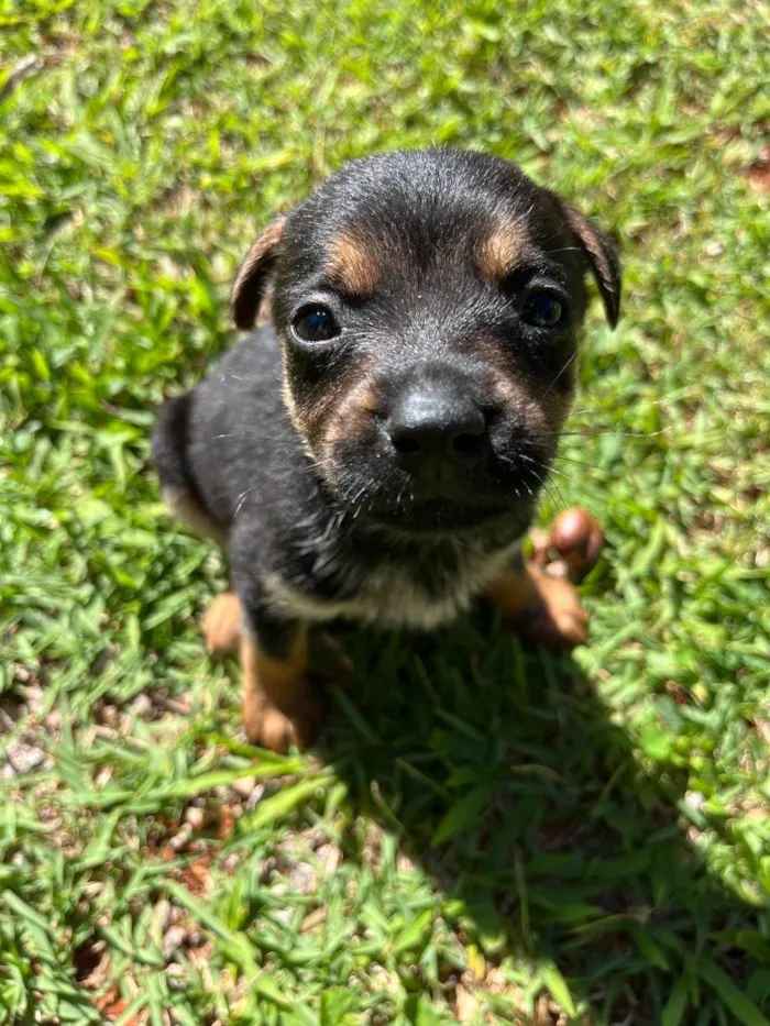 Cachorro ra a SRD-ViraLata idade 2 a 6 meses nome Filhotes porte pequeno