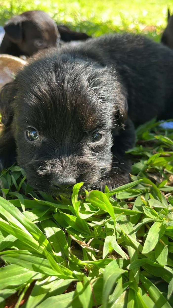 Cachorro ra a SRD-ViraLata idade 2 a 6 meses nome Filhotes porte pequeno
